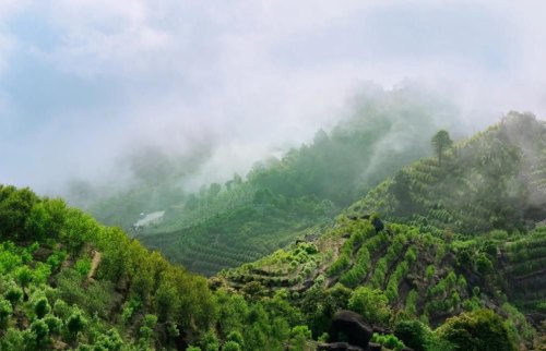 北回归线上的“茶中香水”，从“出生”就赢在了起跑线上