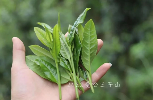 曼松王子普洱茶的特点