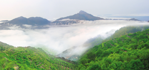 北回归线上的“茶中香水”，从“出生”就赢在了起跑线上