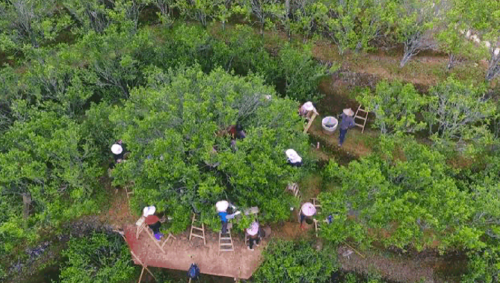 北回归线上的“茶中香水”，从“出生”就赢在了起跑线上