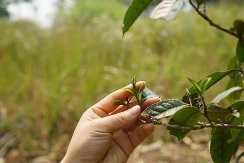 古六大茶山倚邦曼拱古树茶特点