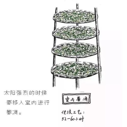 图解白茶的制作工艺 七分晒、三分焙