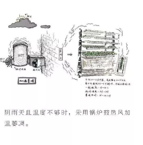 图解白茶的制作工艺 七分晒、三分焙