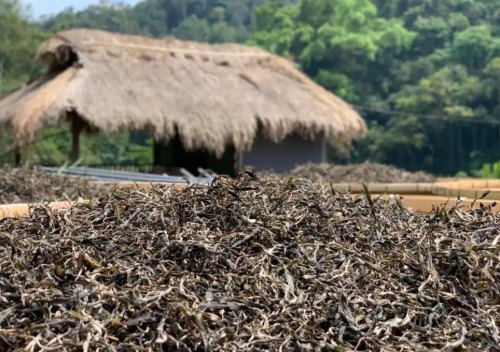 古六大茶山倚邦曼拱古树茶特点