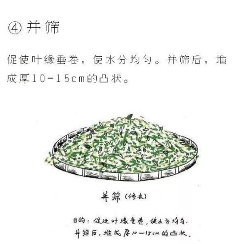 图解白茶的制作工艺 七分晒、三分焙