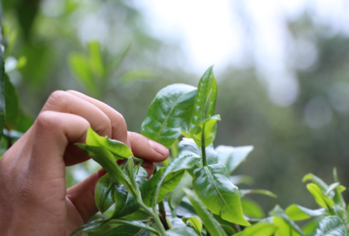 金瓜贡茶属于什么茶是普洱生茶吗