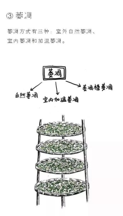 图解白茶的制作工艺 七分晒、三分焙