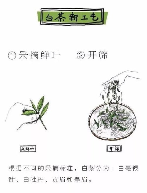 图解白茶的制作工艺 七分晒、三分焙