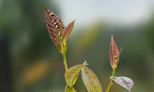 紫色芽叶茶树的“紫”，从何而来