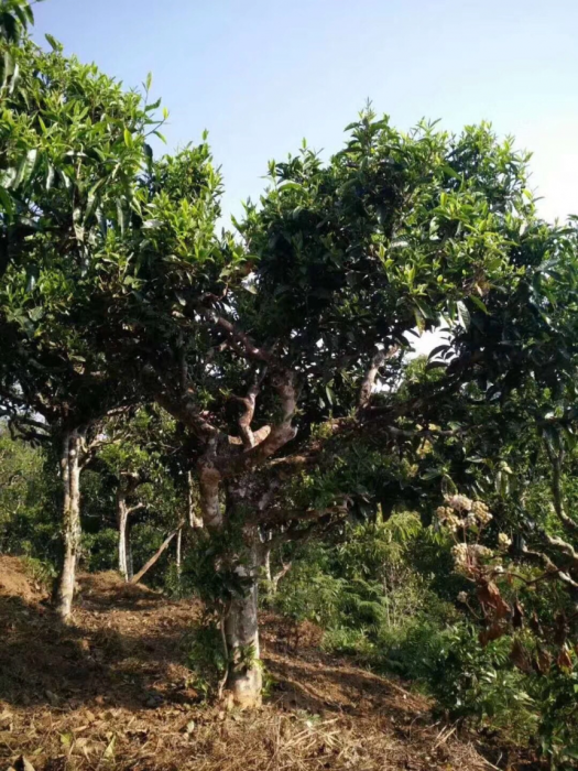 六大古茶山——倚邦