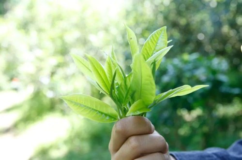 普洱茶为什么会有苦茶、甜茶 两者的表现有哪些