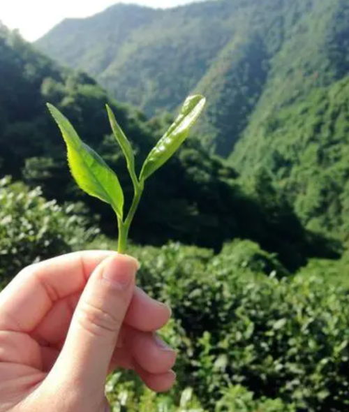 一文读懂太平猴魁 细说太平猴魁的品质特点与产地