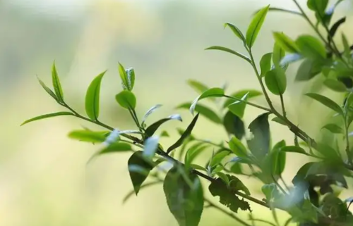 解读茶树的种类和特征 茶树都有哪些部分组成