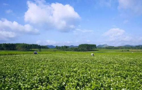 茉莉花茶到底是什么茶 为什么只闻花香不见花