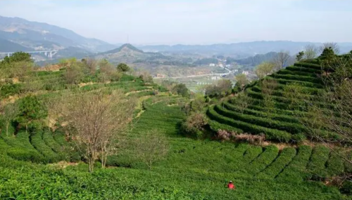 岳西翠兰茶的特点和介绍