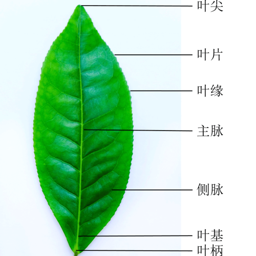 茶树叶片