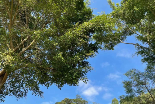 大象冻僵的地方，普洱生态茶之章朗