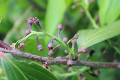 明朝贡品！云南大理祥云雀嘴茶