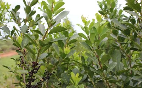 世界饮茶风情（南美洲篇）——阿根廷马黛茶