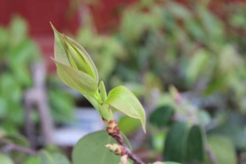 明朝贡品！云南大理祥云雀嘴茶