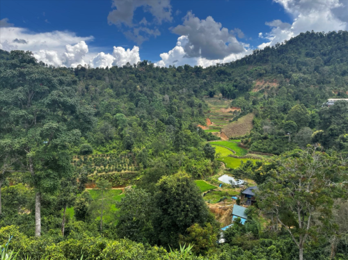 普洱茶区——漫湾古茶山