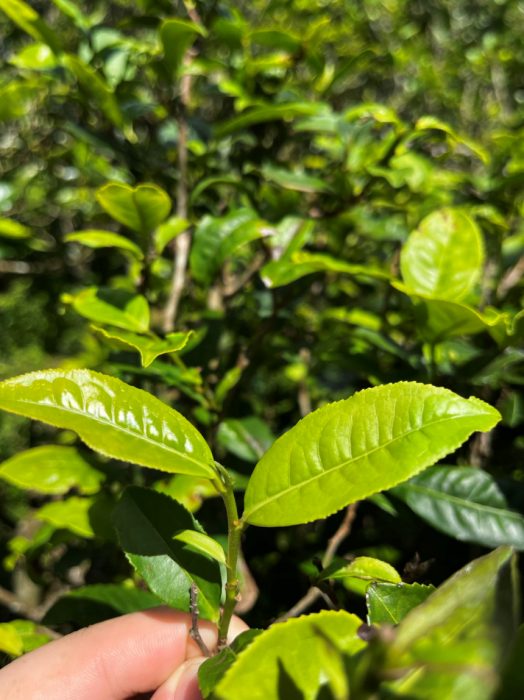 普洱茶区——漫湾古茶山