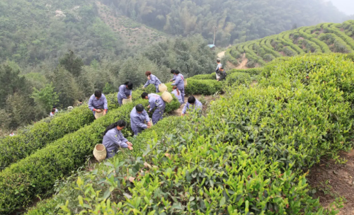 安徽名茶之六安瓜片——最复杂的绿茶之一