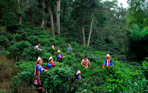 古六大茶山——革登