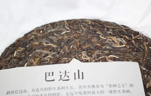 细说巴达山古树茶王，1700多年树龄实为罕见