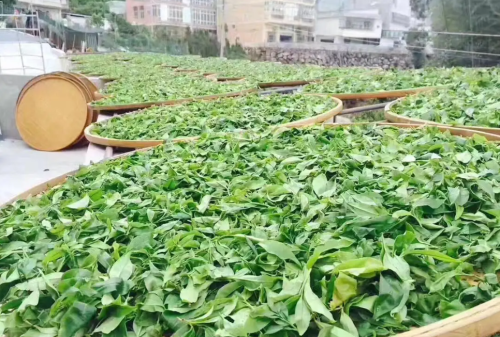 单丛茶具有多种香型，那么这些香型是如何划分的