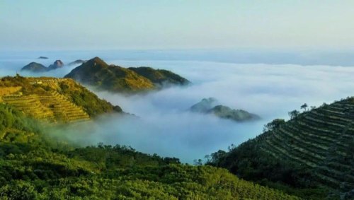 邂逅潮汕工夫茶，少不了这杯凤凰单丛