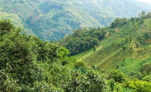 东半山有哪些茶叶