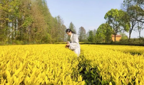 一文读懂黄茶 解析黄茶的特点与种类