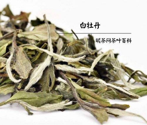 解暑茶有哪些