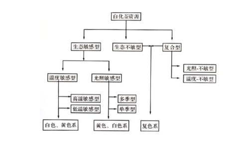 如何理解白化茶 白化茶的表现与特征解析