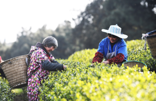 第一批春茶已经来了！春茶采购必知三大硬知识，你都知道吗