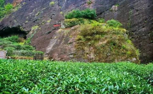 大红袍新茶采摘时间