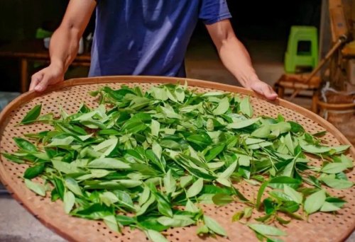 大红袍新茶采摘时间