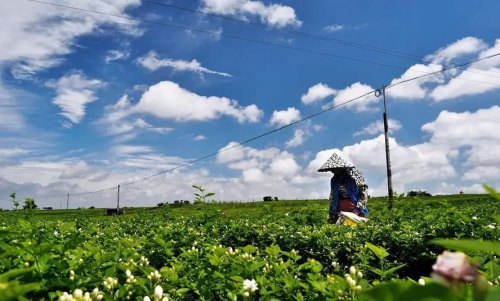 一文读懂茉莉花茶 细说茉莉花茶的种类、产地以及特点