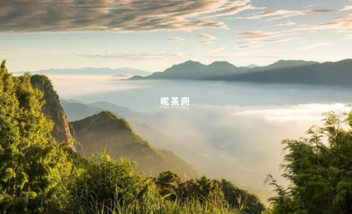 高山茶和平地茶的区别