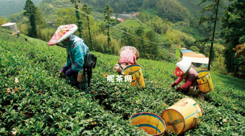 高山茶和平地茶的区别