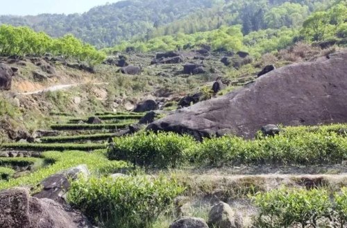 高山茶和平地茶的区别