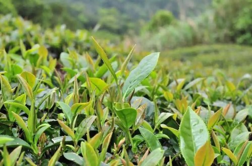 高山茶和平地茶的区别