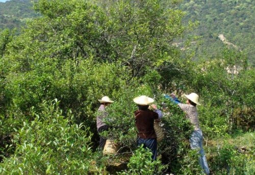 凤凰单丛鸭屎香，为何这么香