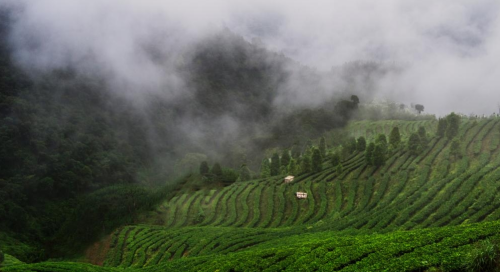 周打铁茶是什么茶