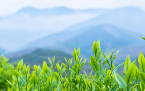 茶叶一级和特级的区别