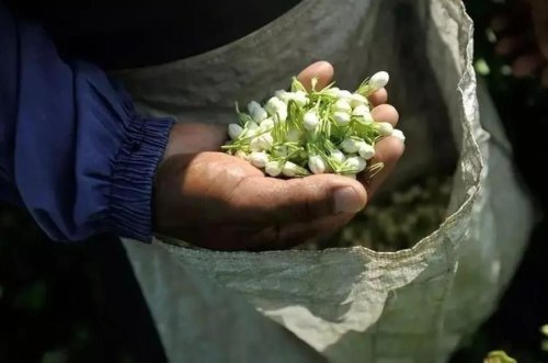 茉莉花茶产地