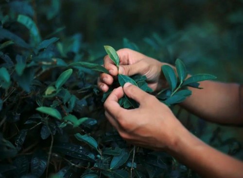 入门必学！中国现代四大茶区，历史名茶大多出哪里