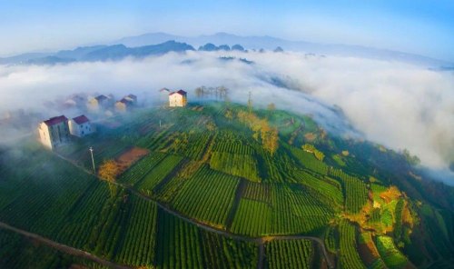 入门必学！中国现代四大茶区，历史名茶大多出哪里