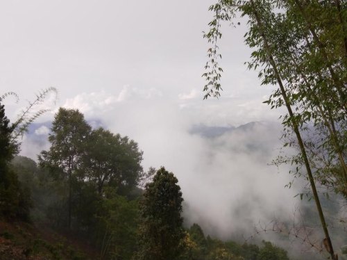 普茶茶区——御笔古茶山